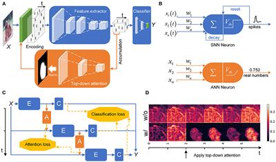 Enhancing spiking neural networks with hybrid top-down attention